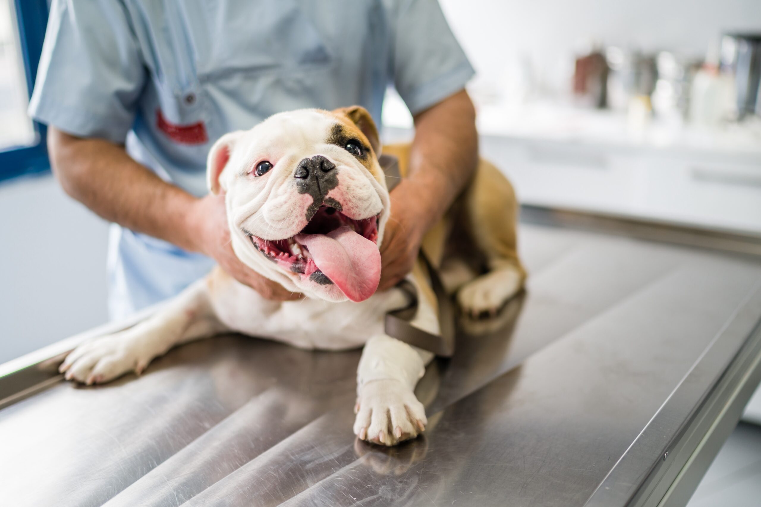 Veterinarian examining a happy English Bulldog puppy on a metal examination table in a clinic setting scaled